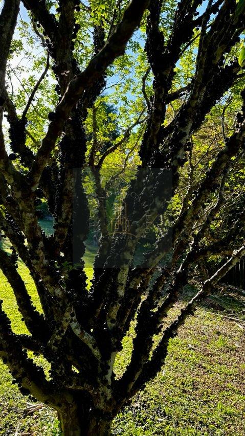 IMÓVEL RURAL ALTO PADRÃO ESTRADA TABOÃO LAMBARI Mogi das Cruzes - 