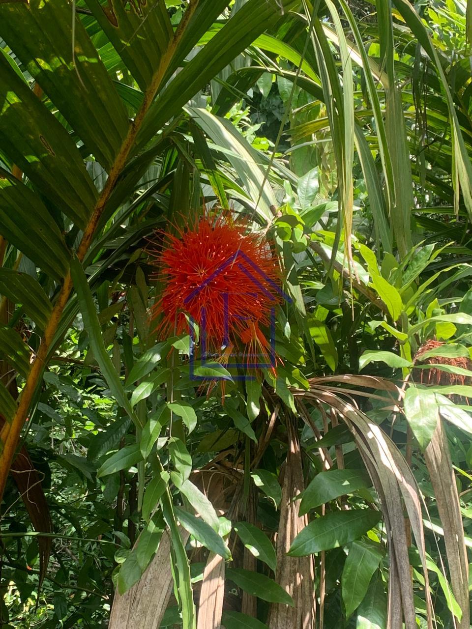Propriedade Bot&acirc;nica Hist&oacute;rica em Guapimirim com acesso &agrave; cachoeira 🌿  Guapimirim - 