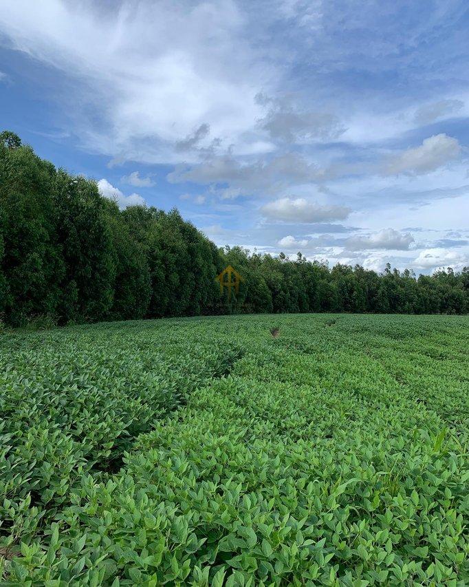 Fazenda em Buritis/MG – 616 ha de Oportunidade e Alta Rentabilidade fazenda São vicente da Direita/Campanha GII BURITIS - 