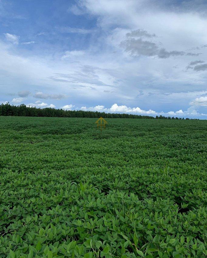 Fazenda em Buritis/MG – 616 ha de Oportunidade e Alta Rentabilidade fazenda São vicente da Direita/Campanha GII BURITIS - 