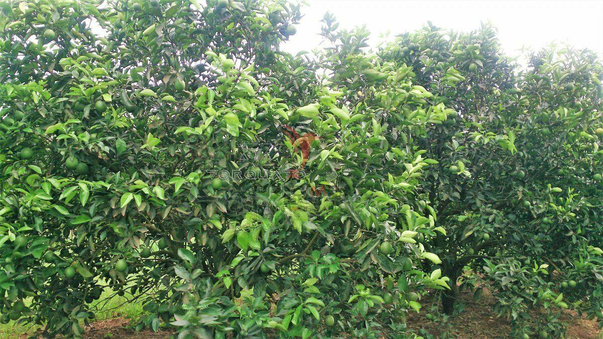 Terreno, 7 hectares - Foto 15