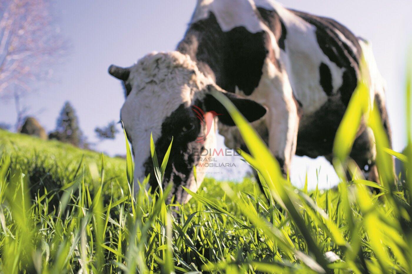 Terreno, 7 hectares - Foto 12