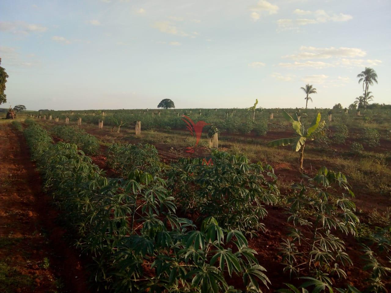 Sítio, 2 quartos, 7 hectares - Foto 3