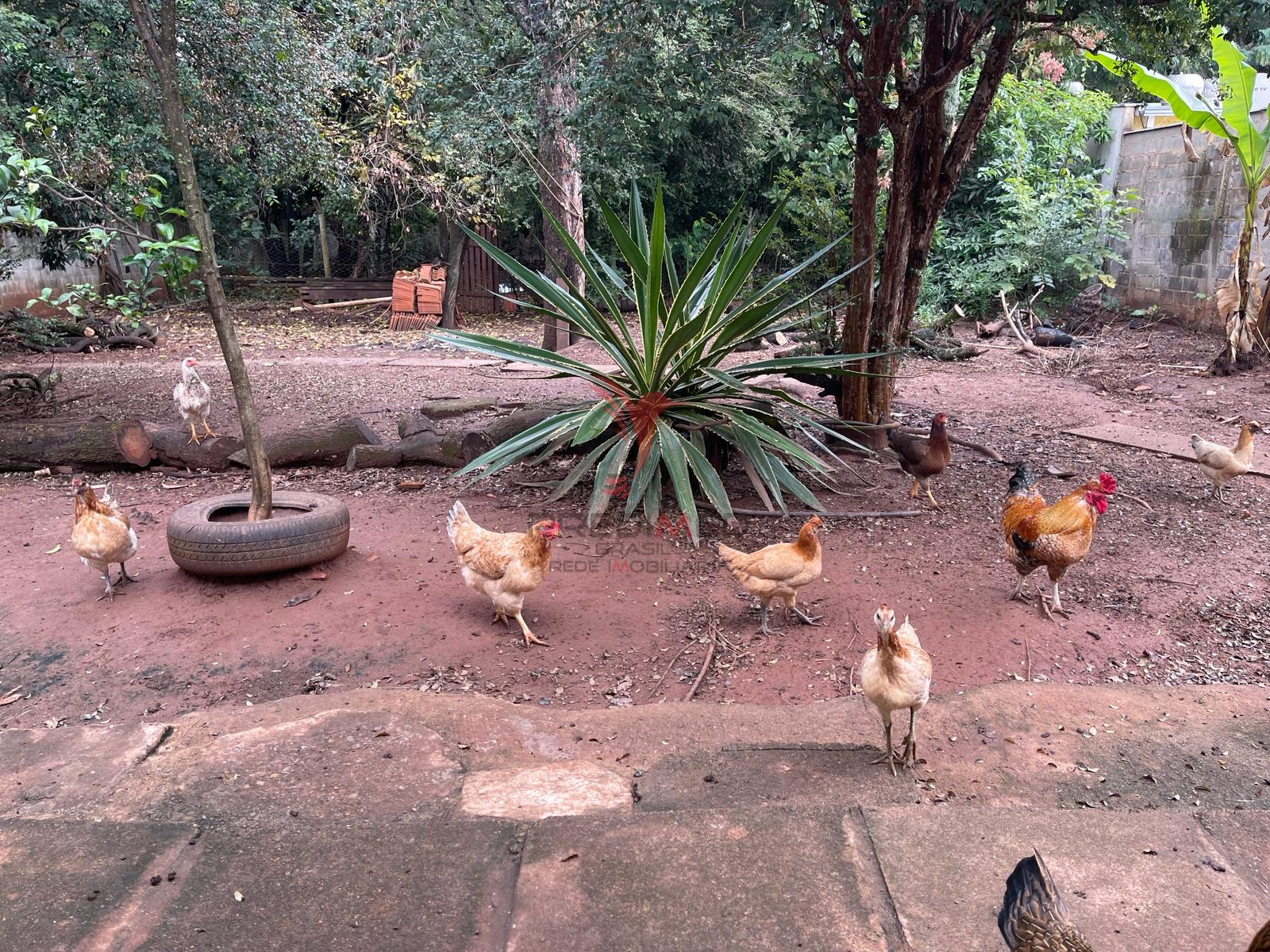 Chácara, 3 quartos, 790 m² - Foto 6