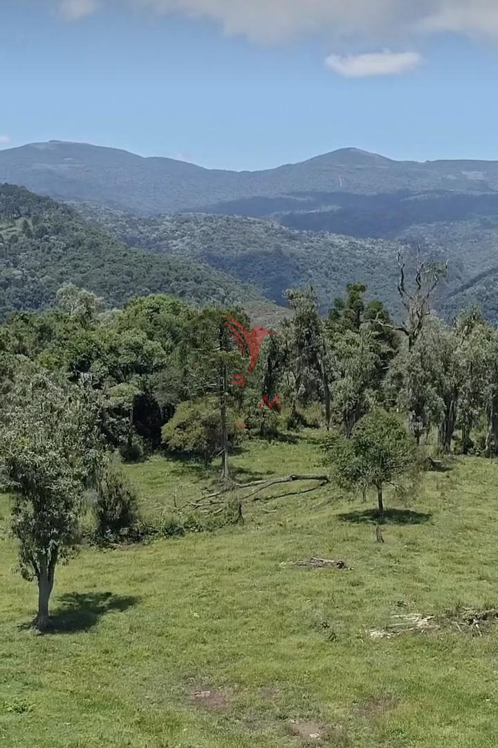 Sítio, 38 hectares - Foto 12