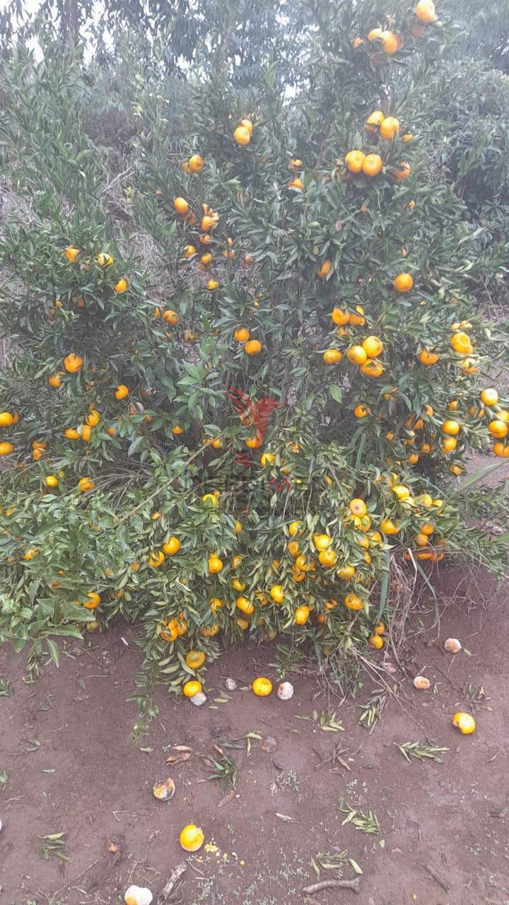 Sítio, 3 quartos, 5 hectares - Foto 7