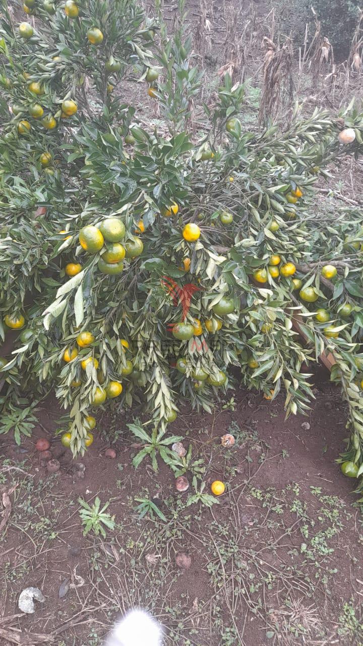 Sítio, 3 quartos, 5 hectares - Foto 11