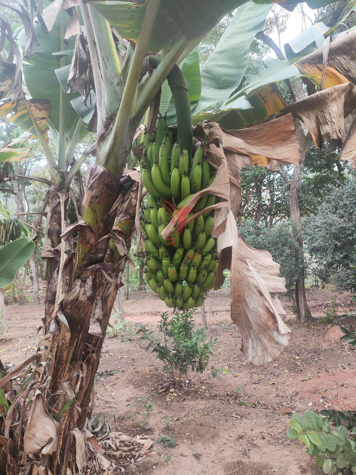 Chácara, 4 quartos, 4 hectares - Foto 37