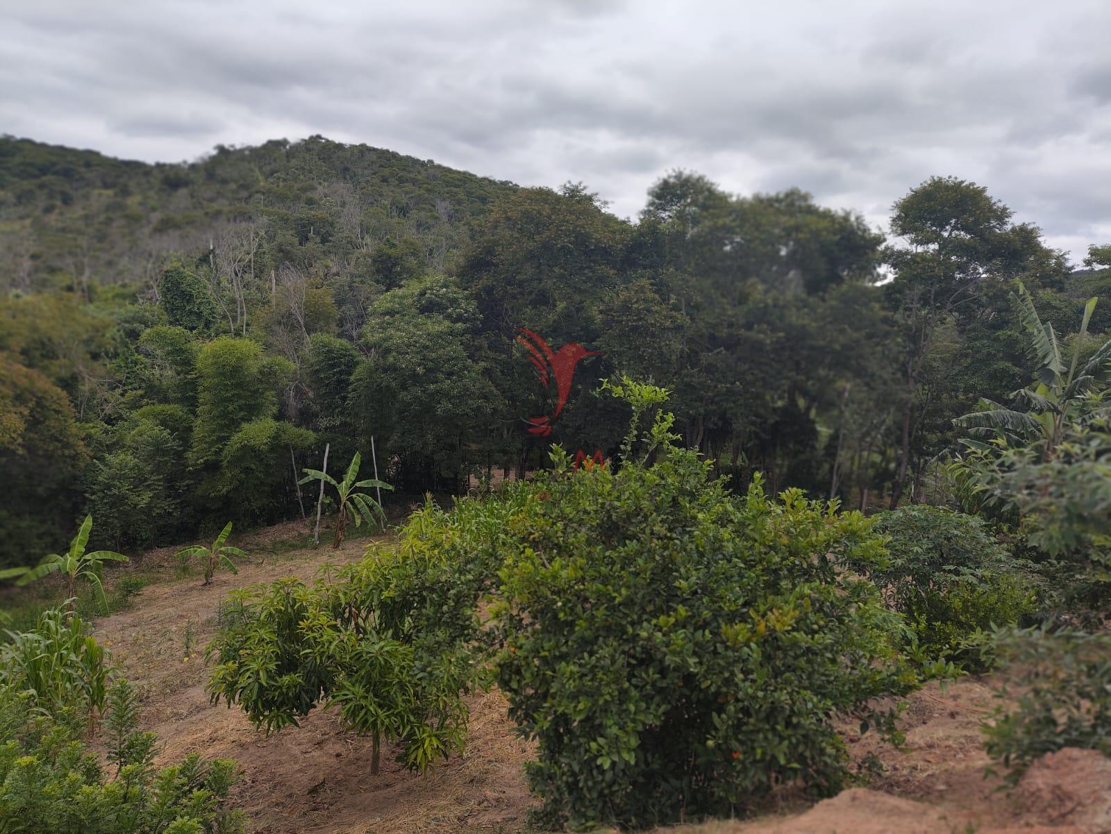 Chácara, 4 quartos, 4 hectares - Foto 36