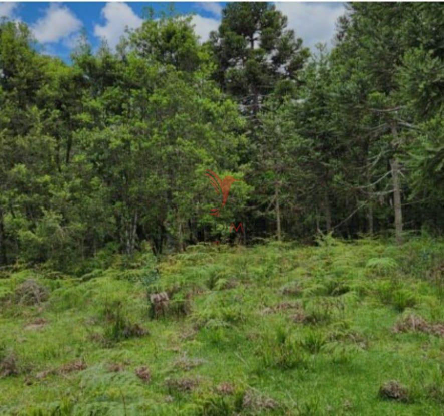 Terreno, 8 hectares - Foto 7