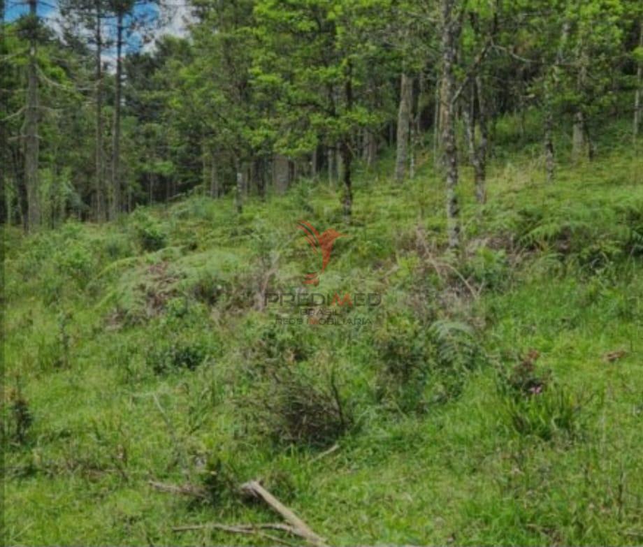 Terreno, 8 hectares - Foto 10