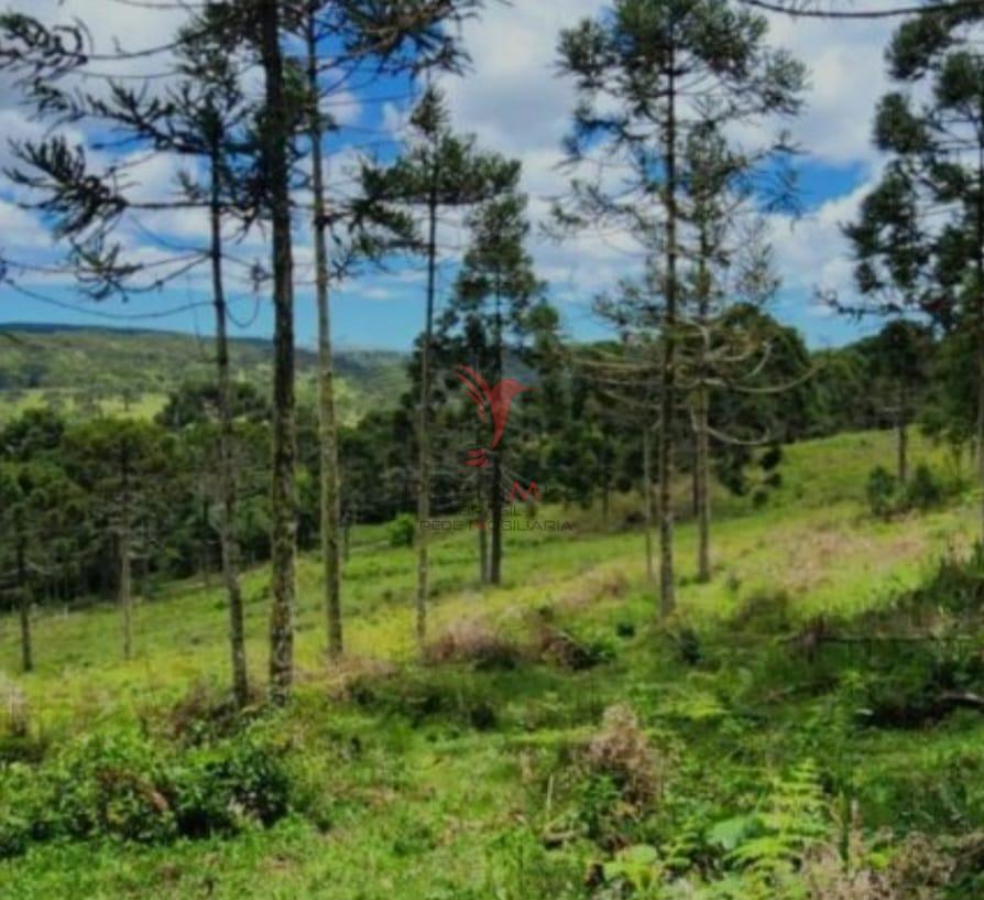 Terreno, 8 hectares - Foto 9