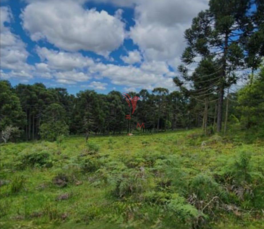 Terreno, 8 hectares - Foto 4