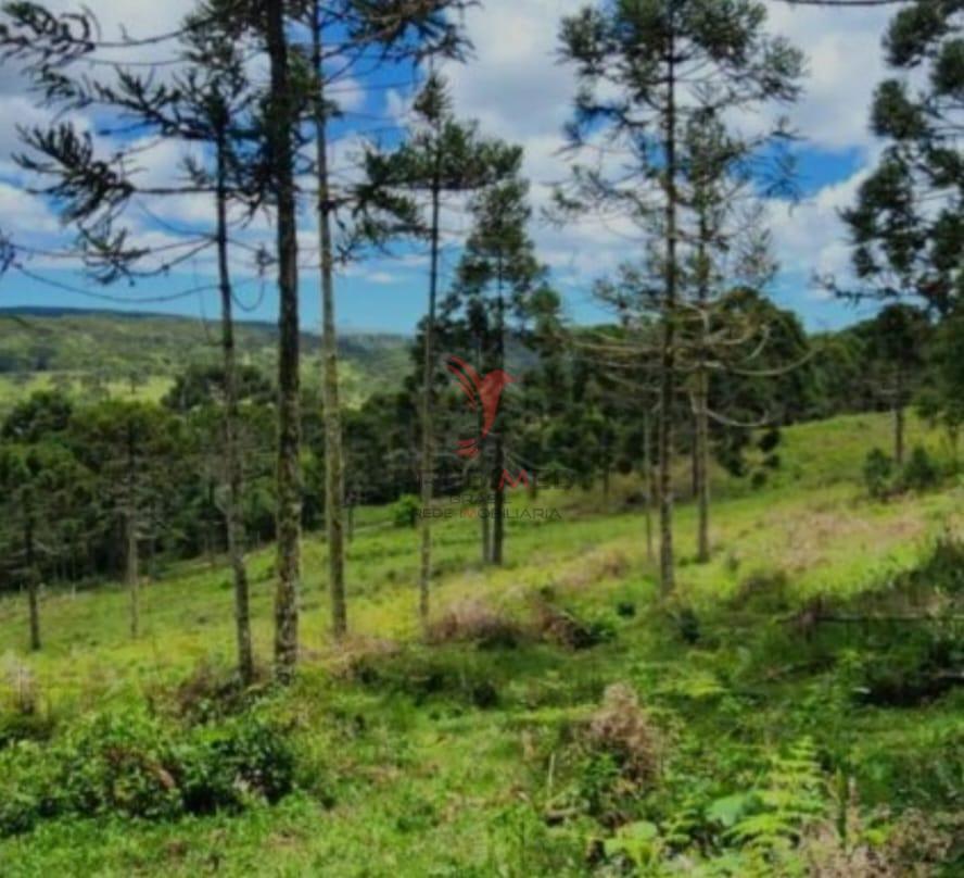 Terreno, 8 hectares - Foto 3