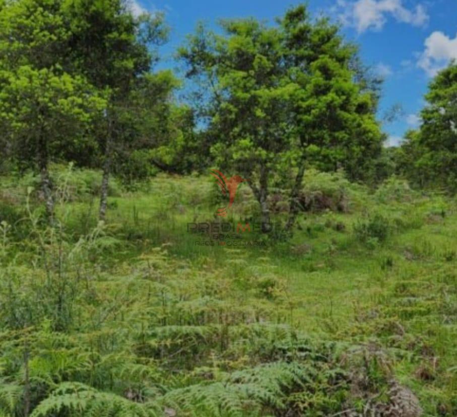 Terreno, 8 hectares - Foto 5