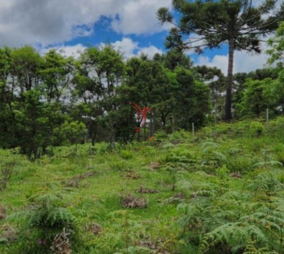 Terreno, 8 hectares - Foto 6