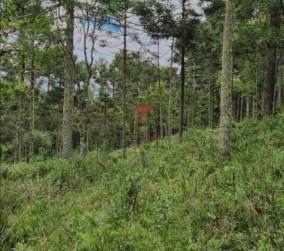 Terreno, 8 hectares - Foto 11