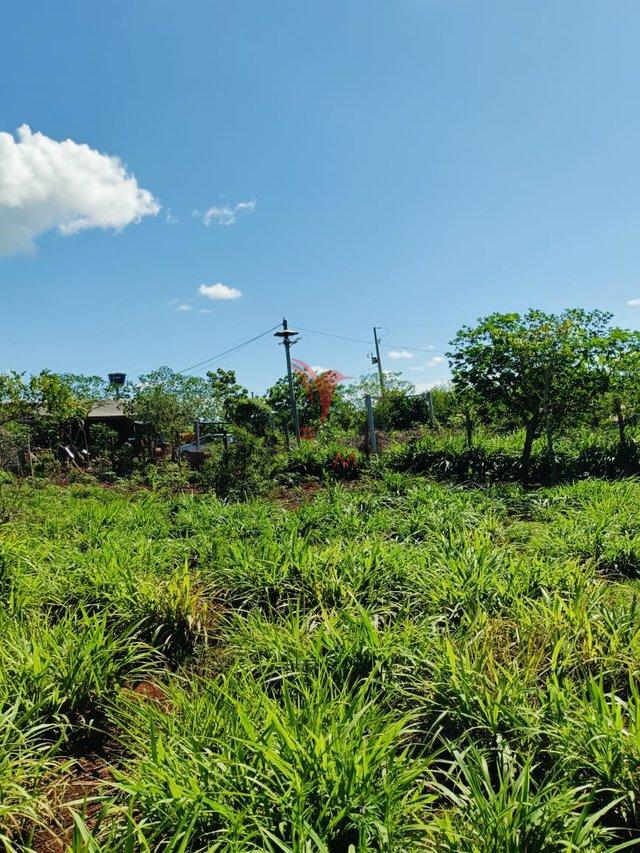 Chácara 30.000m² em São Miguel do Iguaçu/PR! - São Miguel do Iguaçu - 