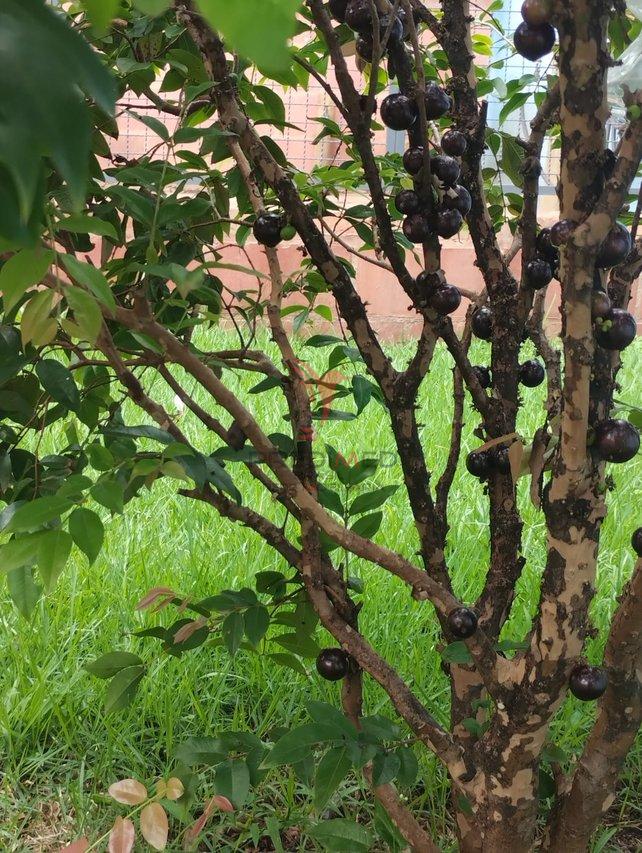 Chácara Rústica dos Sonhos – Natureza, Conforto e Praticidade Urbana em um Só Lugar! - Piracicaba - 