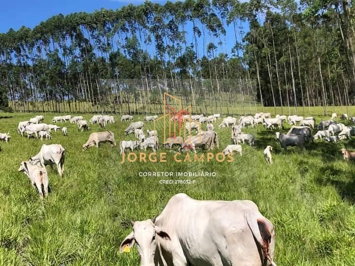 FA-24135 - FAZENDA À VENDA EM GUARATINGUETÁ/SP  Guaratinguetá - 