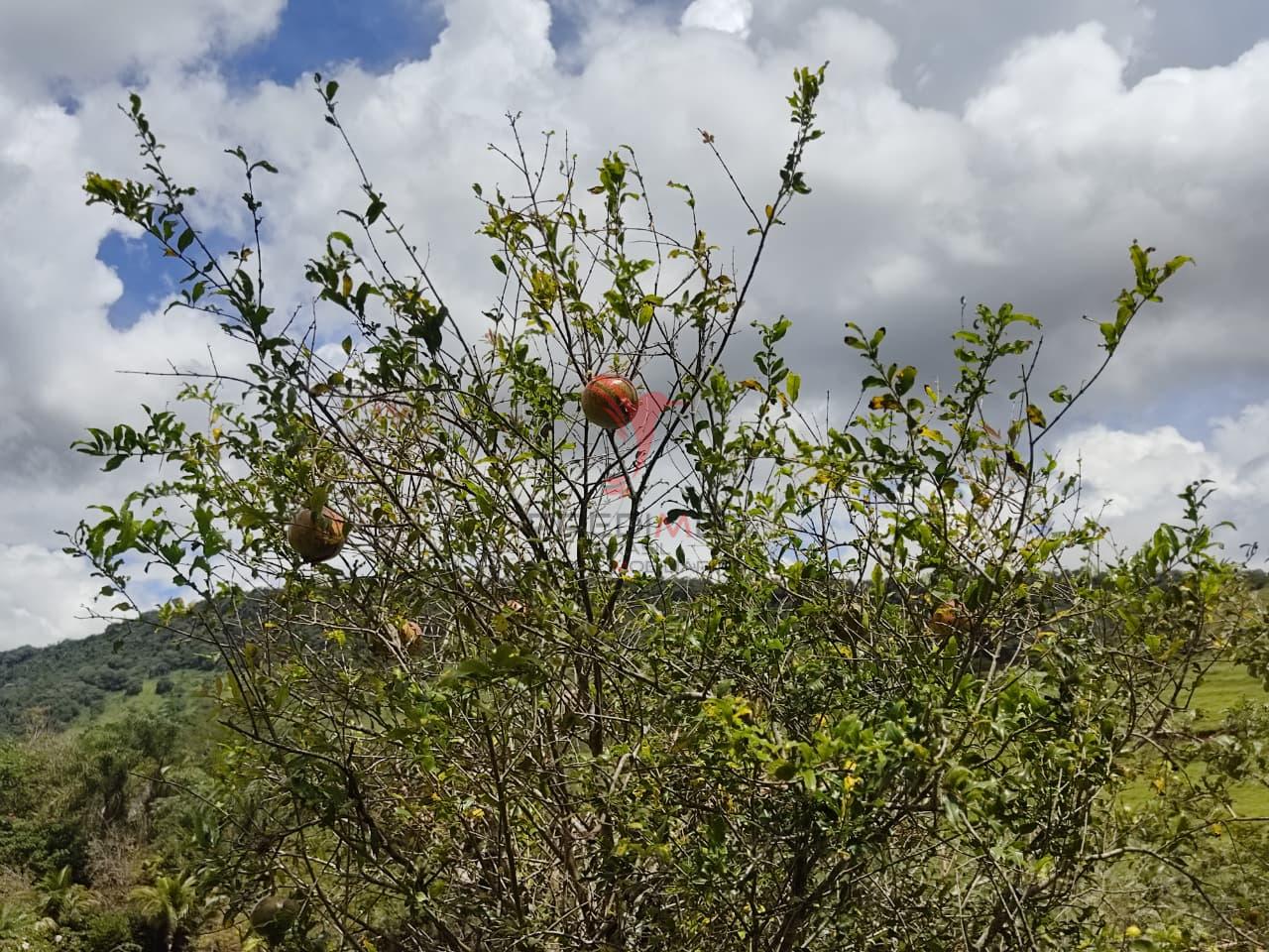 Vendo Ch&aacute;cara com vista &uacute;nica em S&atilde;o Pedro  São Pedro - 