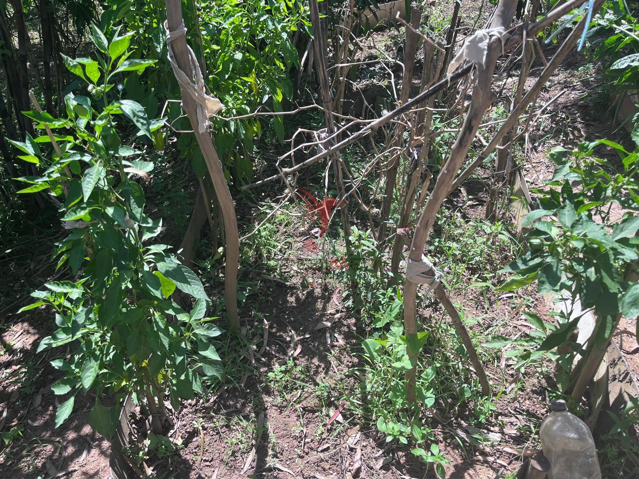 S&iacute;tio com 8.000 metros a venda em Ara&ccedil;ariguama, no bairro Ella Rua Falcão ARACARIGUAMA - 
