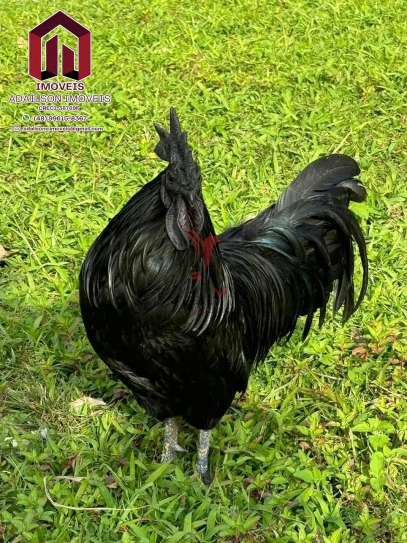 🌱🏡 Linda Ch&aacute;cara em Major Gercino SC BRASIL 🏡🌱  Major Gercino - 