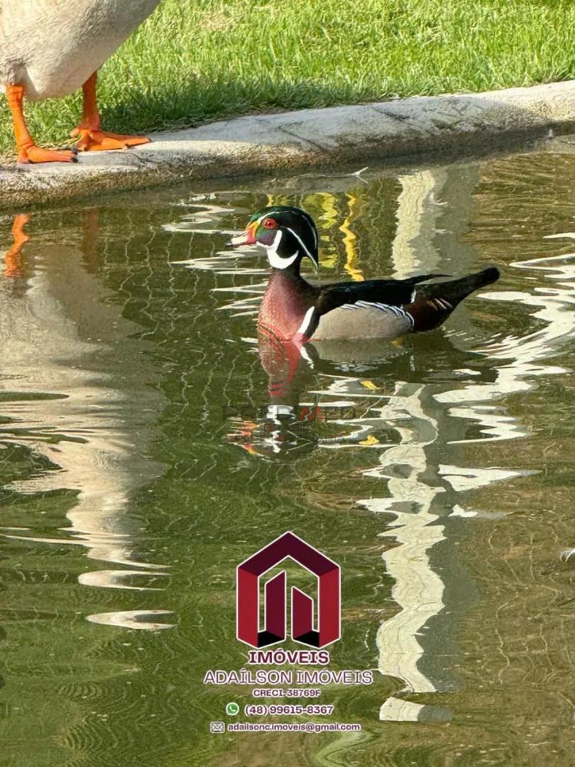 🌱🏡 Linda Ch&aacute;cara em Major Gercino SC BRASIL 🏡🌱  Major Gercino - 