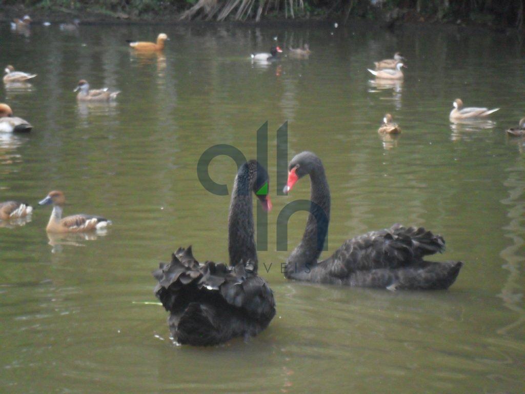 Sítio Reviver! Um paraíso a venda! IMÓVEL EXCLUSIVO! - Ibirama - 