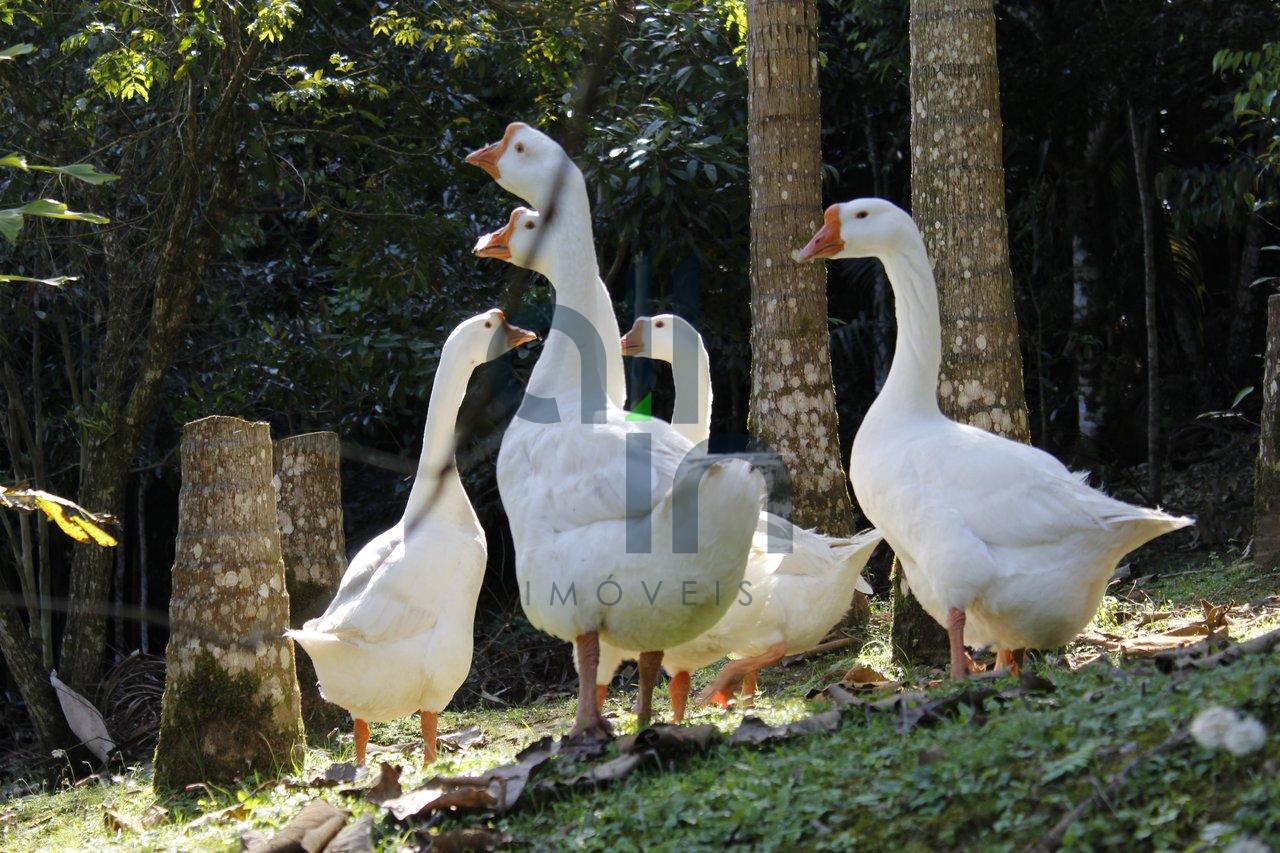 Sítio Reviver! Um paraíso a venda! IMÓVEL EXCLUSIVO! - Ibirama - 