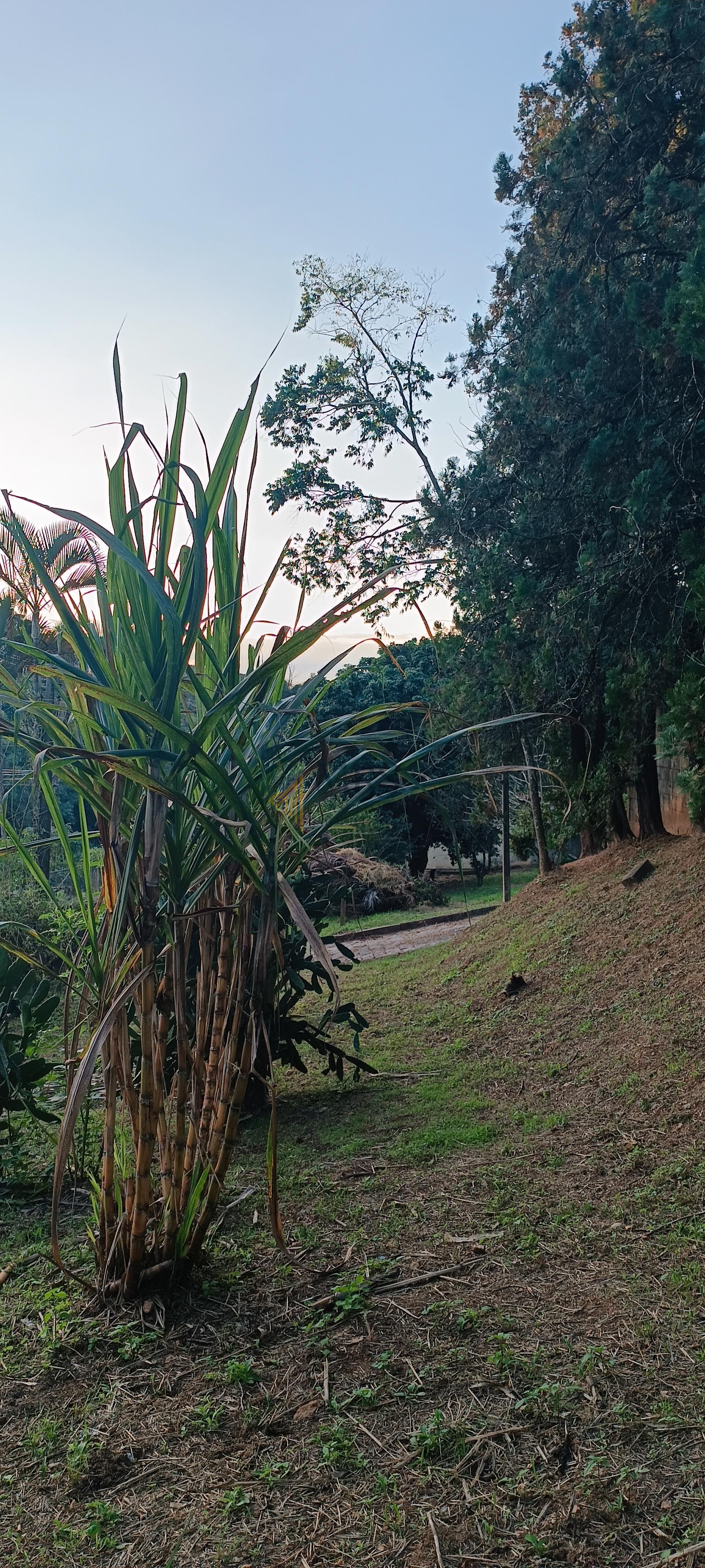 Chácara, 3 quartos, 5000 m² - Foto 49